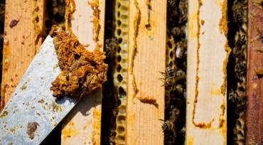 Propolis